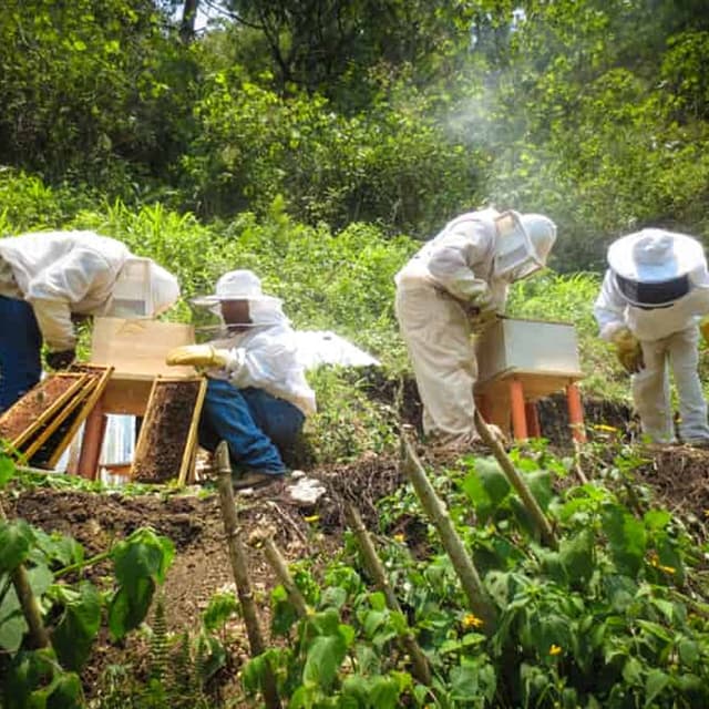 Montaje de Proyectos